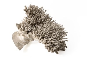 Image description is not available for 2011.53.1